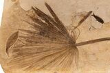 Outstanding, Fossil Palm and Fish Mural - Green River Formation #306521-4